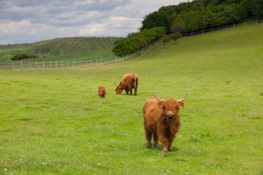 aberdeen angus sürüsü bahar çayır üzerinde