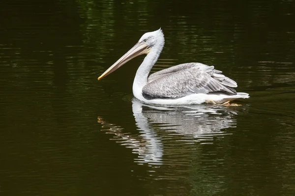 Dalmaçyalı pelican balık su — Stok fotoğraf