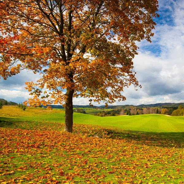 Ensomt tre på en golfbane om høsten. – stockfoto