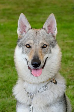 Tipik Çekoslovak Wolfdog