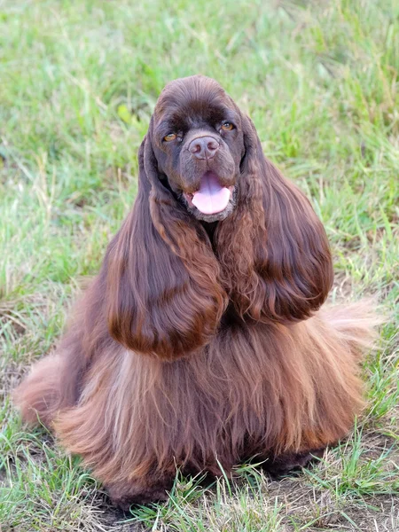 Engraçado americano galo spaniel — Fotografia de Stock