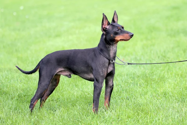 Schwarzer englischer Toy Terrier — Stockfoto