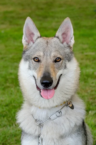 Tipico cane lupo cecoslovacco — Foto Stock