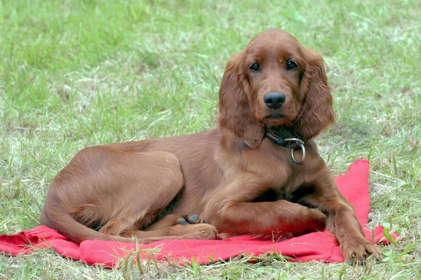 Típico Setter rojo irlandés — Foto de Stock