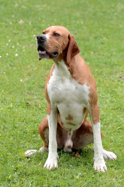 English Pointer in the garden — Stock Photo, Image