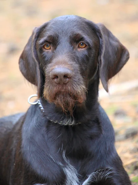 Typiska bohemiska Poiting Griffon — Stockfoto