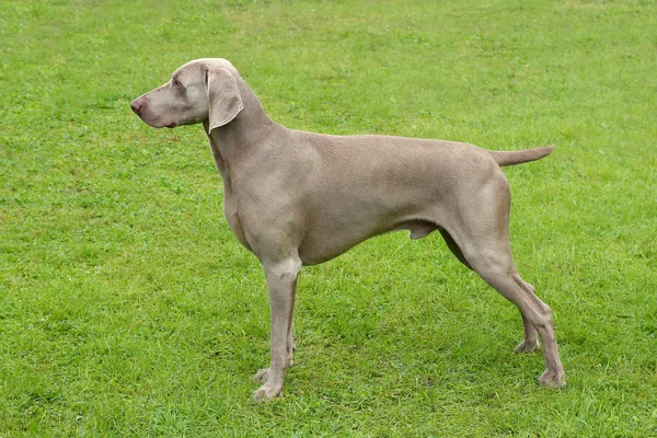 Típico perro de pelo corto Weimaraner — Foto de Stock