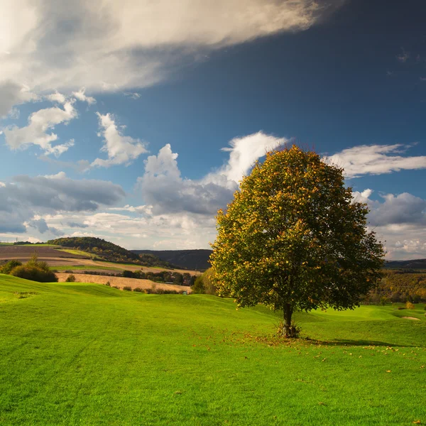 Osamělý strom na prázdné podzimní golfové hřiště — Stock fotografie