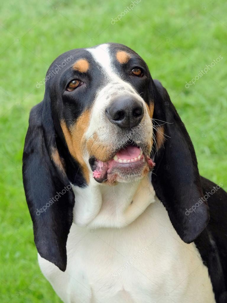 Small swiss cheap hound