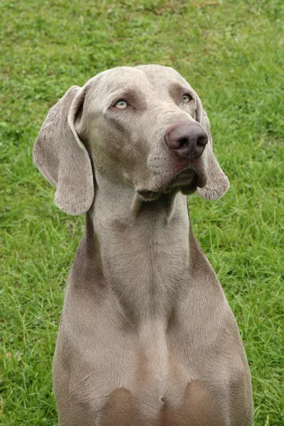 Kurzhaariger Weimaraner im Porträt — Stockfoto