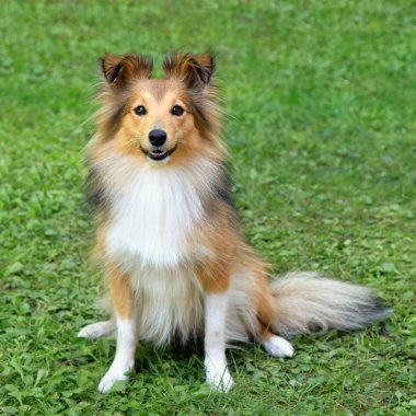 Tipik Shetland koyun