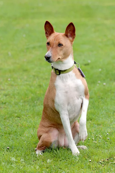Typische Basenji hond in de tuin — Stockfoto