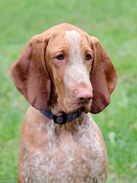 Portrait of Italian Poiting Dog — Stock Photo, Image