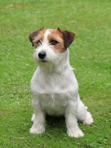 Jack Russel terrier valp — Stockfoto