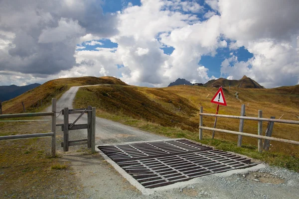 Bydło straży w górach Tyrolu, Austria — Zdjęcie stockowe