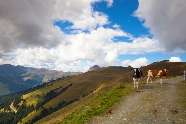 Dos vacas en el camino en otoño Alpes tiroleses —  Fotos de Stock
