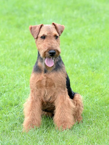 Portré a Welsh terrier zömök a kertben — Stock Fotó