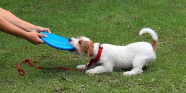 Jack Russell Terrier ve mavi plastik oyuncak