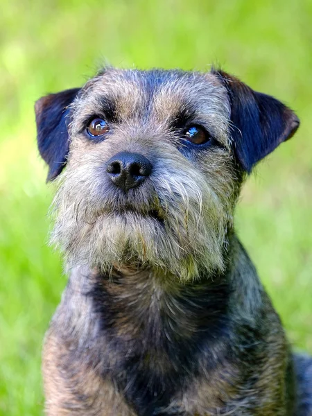 Portret Border terrier w ogrodzie — Zdjęcie stockowe