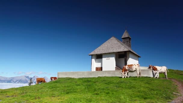 White and brown cows in the mountain pastures near the chapel — Stock Video