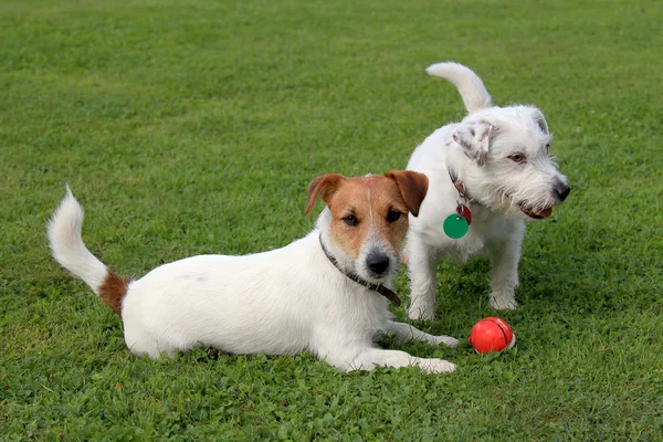 Two Jack Russell Terriers and red plastic toy — Stock Photo, Image