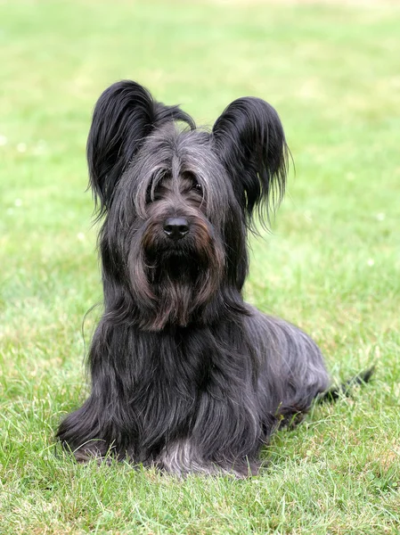 Typical black Skye Terrier on a green grass — Stock Photo, Image