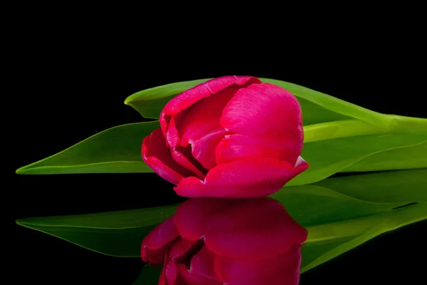Tulipe rouge sur le bureau en verre noir — Photo