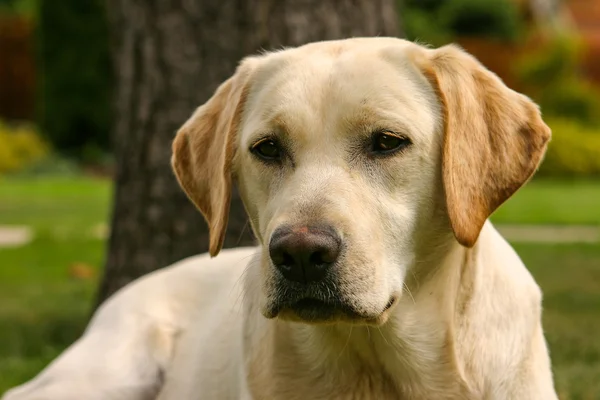 Detalj av Labrador hund i vårträdgård — Stockfoto