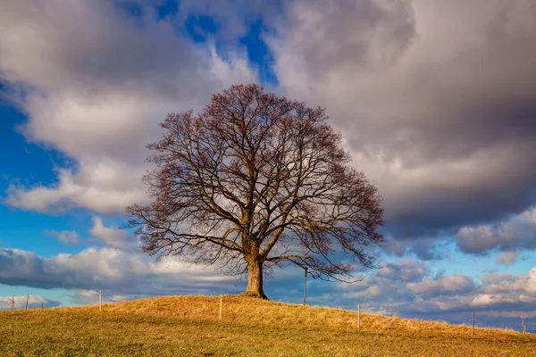 Memorial maple tree on the mystic place in Votice, Czech Republi — Stock Photo, Image