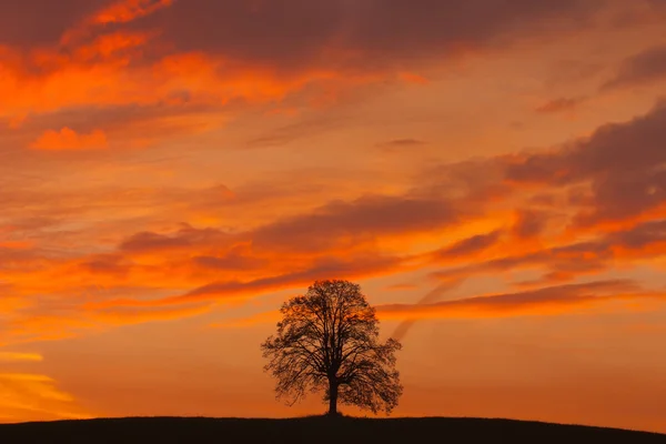 Eenzame boom op de heuvel bij zonsopgang — Stockfoto