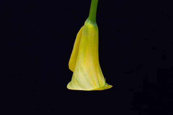 Retrato de lirio de cala amarillo sobre fondo negro —  Fotos de Stock