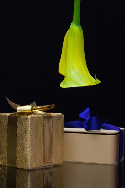 Gelbe Calla Lilie und Geschenk auf schwarzem Hintergrund — Stockfoto