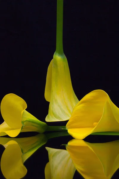 Lirio de cala amarillo sobre una mesa de vidrio negro —  Fotos de Stock