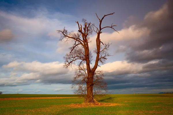 Gedenkbaum auf dem leeren Feld vor schwerem Sturm — Stockfoto