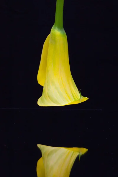 Retrato de lírio calla amarelo sobre um fundo preto — Fotografia de Stock