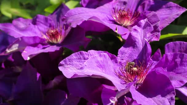 Pszczoła miodna na fioletowe powojników kwitnących w ogród wiosną — Wideo stockowe