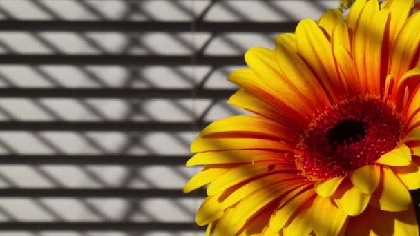 Gerbera amarelo ao lado da janela na frente da cortina de sol — Vídeo de Stock