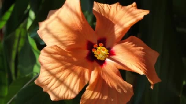 Oranje hibiscus vervolgens het venster geïsoleerd op zwarte achtergrond — Stockvideo