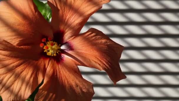 Orange hibiscus nästa fönstret isolerad på svart bakgrund — Stockvideo