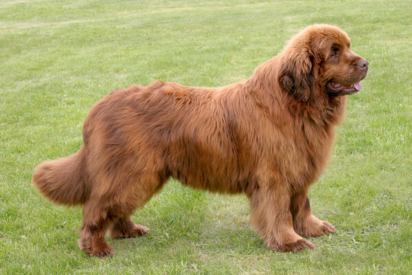 The portrait of Newfoundland brown dog 