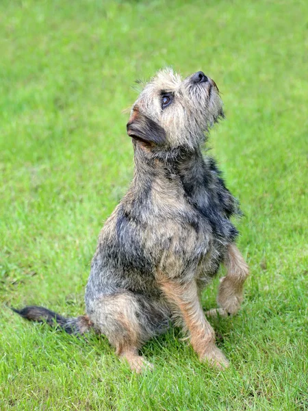 Zabawny Border Terrier na Zielona trawa trawnik — Zdjęcie stockowe