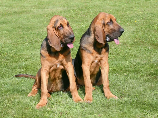 O retrato de par de cães Bloodhound — Fotografia de Stock