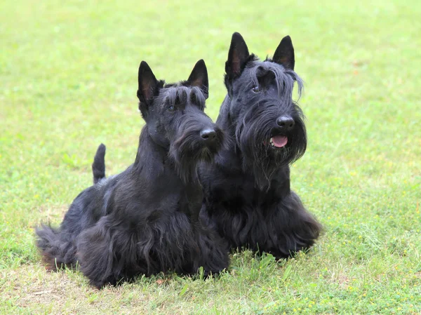 The portrait of two Scottish Terrier dogs — Stock Photo, Image