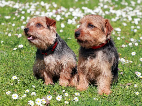 Het portret van paar Norfolk Terrier-honden — Stockfoto