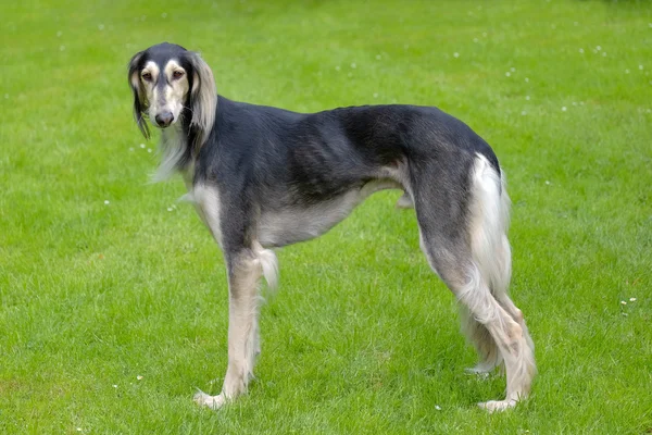 Het portret van Saluki hond — Stockfoto