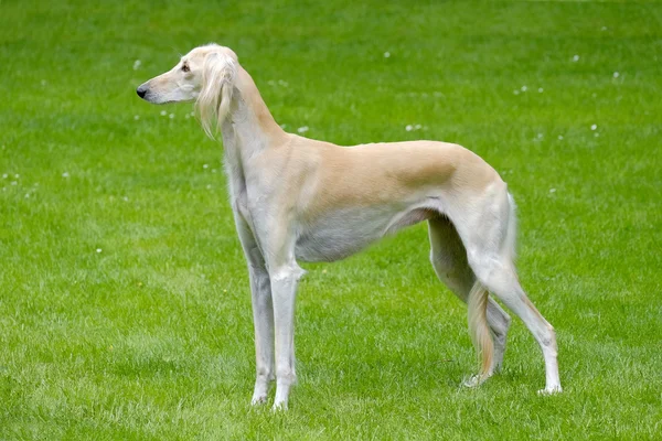 O retrato do cão Saluki — Fotografia de Stock