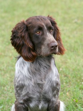 Alman Spaniel köpek portresi