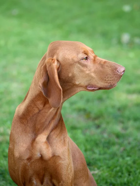 Porträttet av ungerska korthårig pekar hund — Stockfoto