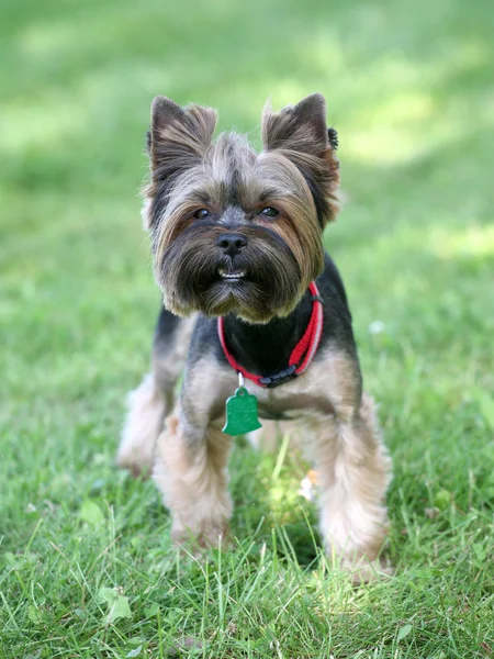 O típico cão Yorkshire Terrier — Fotografia de Stock