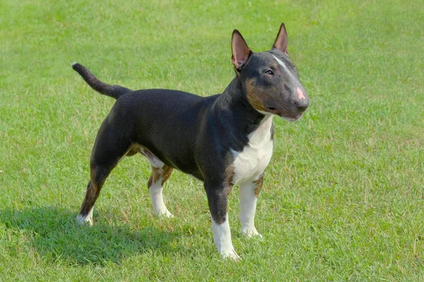 O retrato de Miniature Bull Terrier — Fotografia de Stock